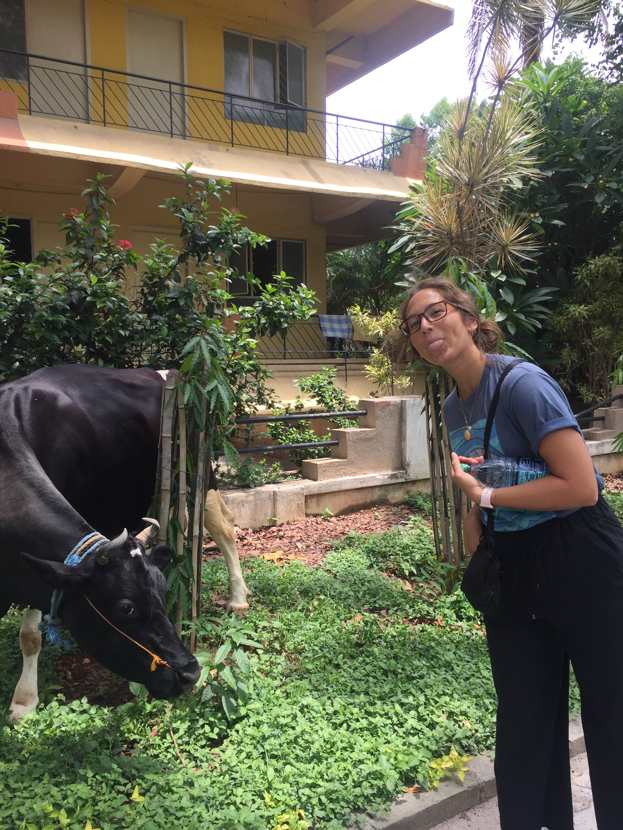 First time I saw a cow roaming around the street! 